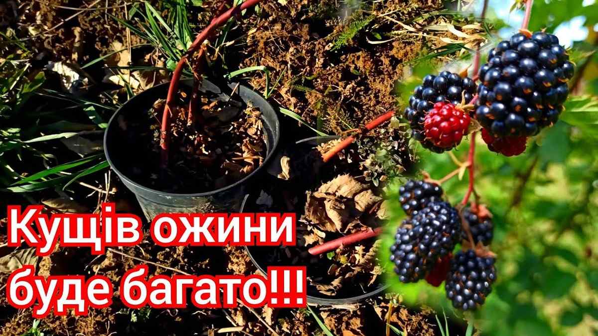 Свіжі ожини